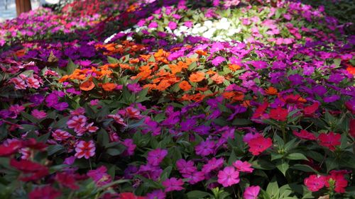 Free A lush garden with vibrant impatiens flowers in full bloom, showcasing a mix of colors under daylight. Stock Photo