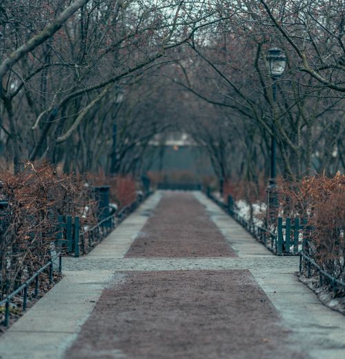 Free Tranquil winter scene of a tree-lined pathway under overcast skies in a quiet park. Stock Photo