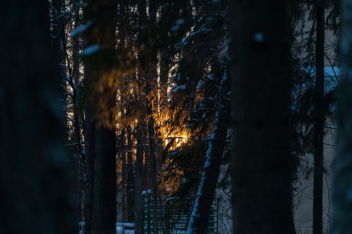 Free Golden sunset light filtering through snow-covered trees in a tranquil winter forest setting. Stock Photo