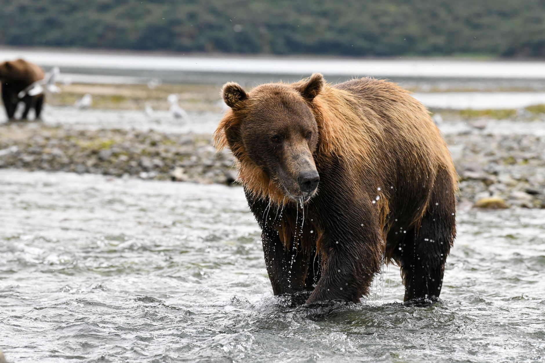 Alaska'daki bir nehirde balık tutan boz ayı