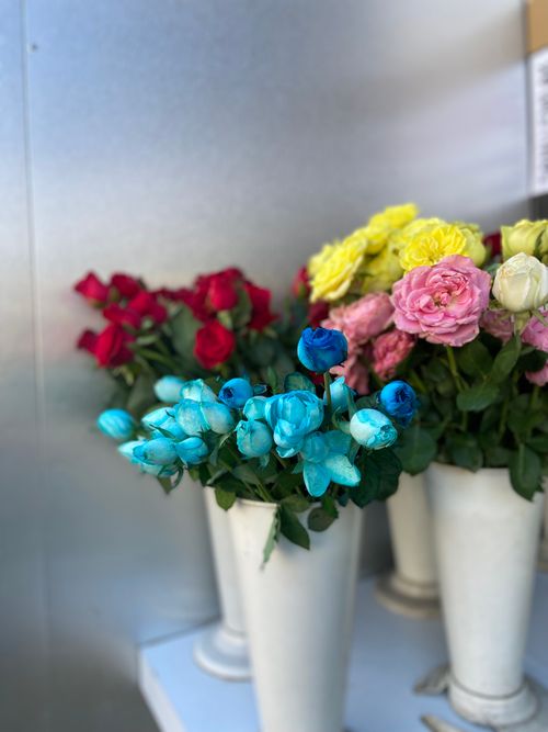 Free Vibrant display of roses in red, blue, pink, and yellow hues arranged in elegant white vases. Stock Photo