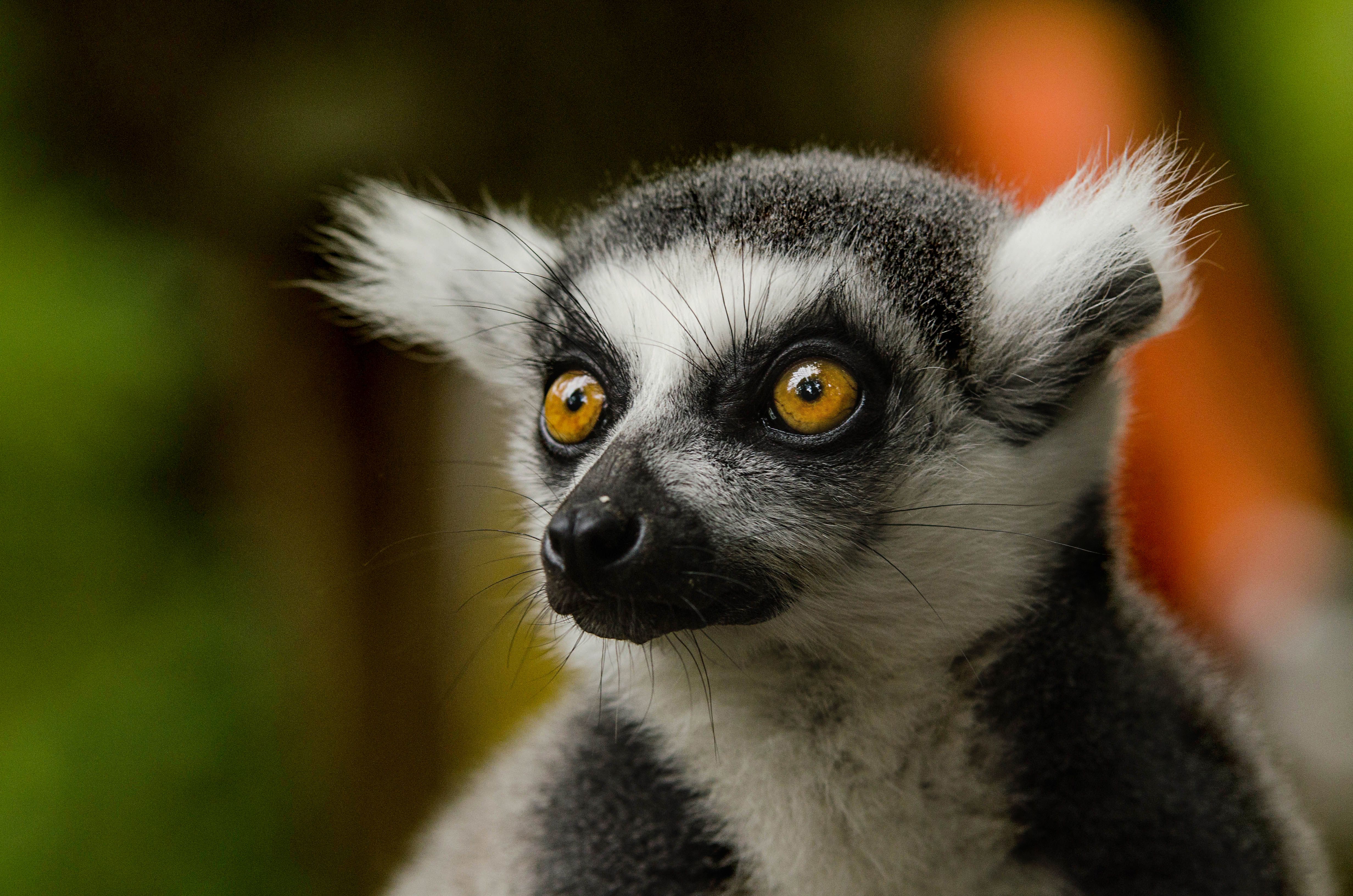 Madagascar
A detailed close-up image of a ring-tailed lemur with vibrant eyes and distinct features.