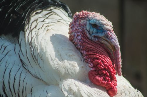 Free Detailed close-up image of a wild turkey showcasing its colorful feathers and unique textures in natural sunlight. Stock Photo