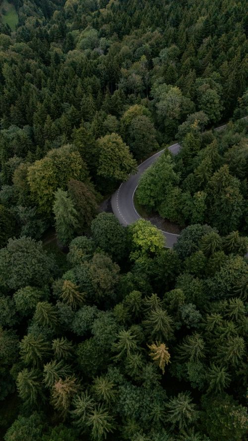 Free Aerial view of a winding road through dense, lush greenery in Schwarzenberg, Luzern, Switzerland. Stock Photo