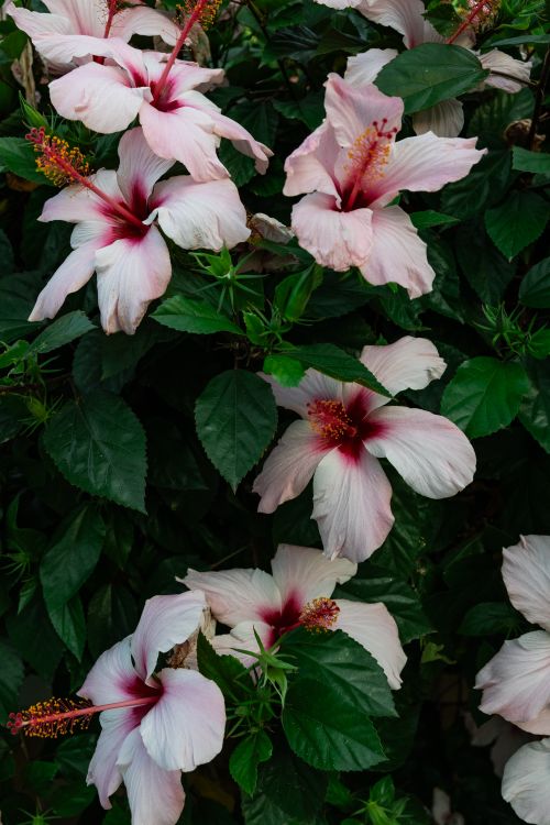 Free Cluster of vibrant pink hibiscus flowers with lush green leaves in natural setting. Stock Photo