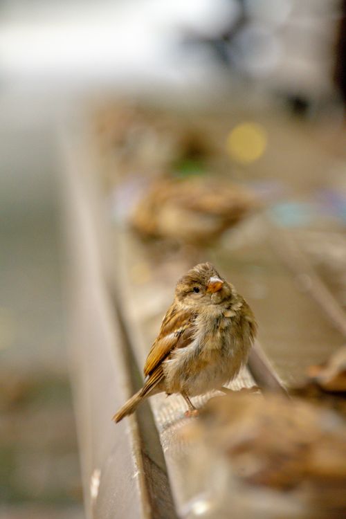 Free Charming sparrow perched on a wooden ledge in soft focus background. Stock Photo