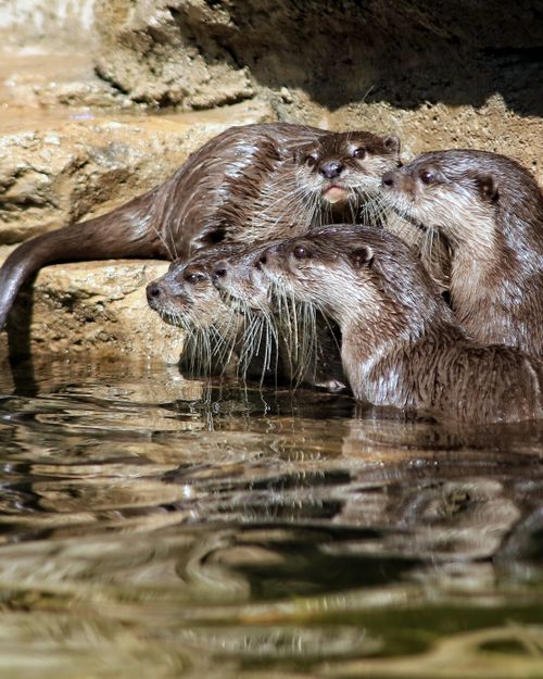 Free Asian small-clawed otters relaxing by the water's edge in Surakarta, Indonesia. Stock Photo