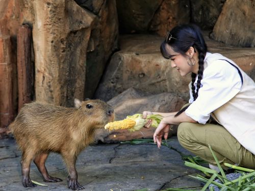 Free A woman interacts with a capybara at a zoo in Surakarta, Indonesia, offering it corn. Stock Photo