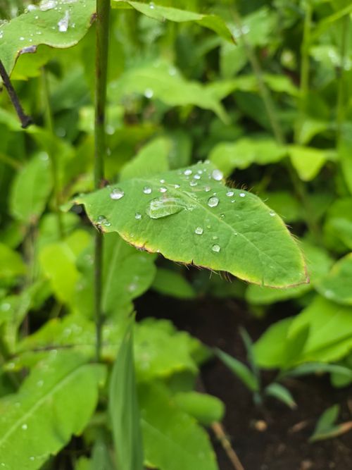 Free Close-up of a vibrant green leaf with sparkling dew drops, captured in the lush landscapes of Iceland. Stock Photo
