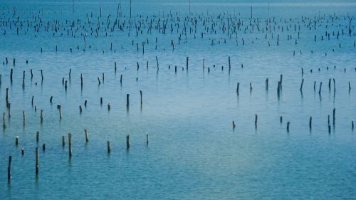 Free Serene view of ocean sticks in Hue, Vietnam, capturing coastal tranquility. Stock Photo
