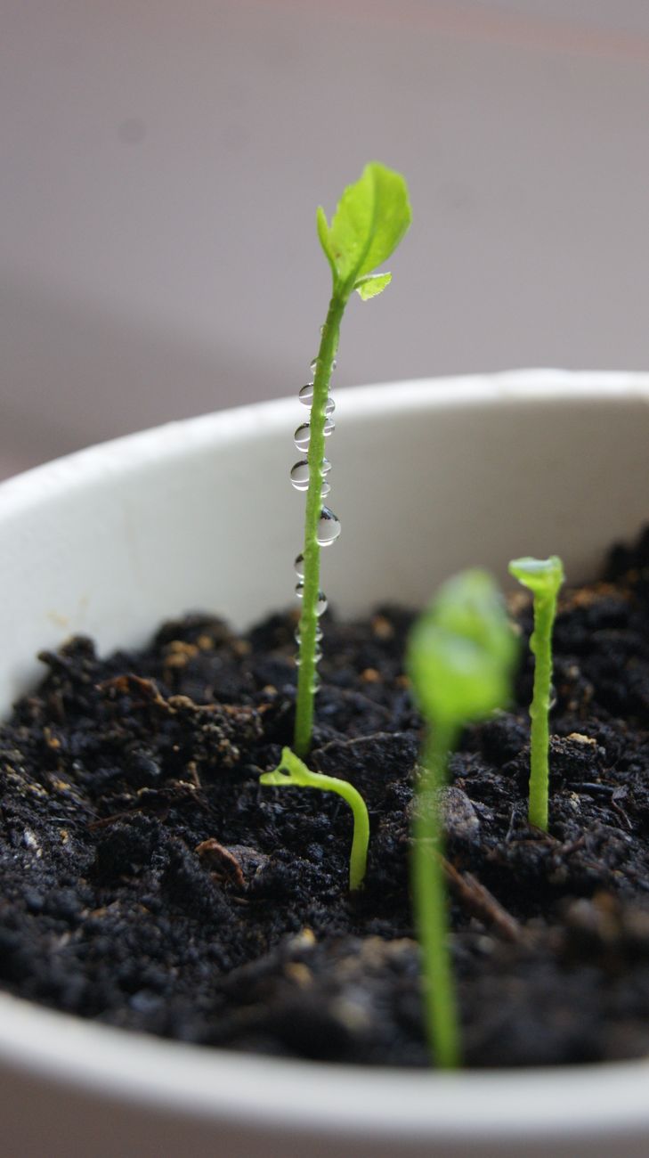 unusual fruit tree seedling pot