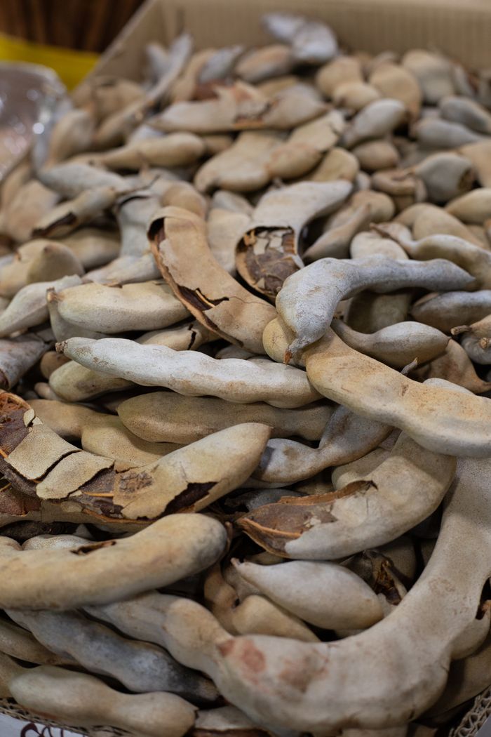 Fresh tamarind pods
