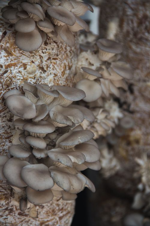 Grey oyster mushrooms on a straw substrate