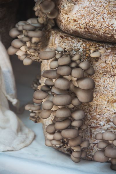 Cultivated oyster mushrooms on substrate