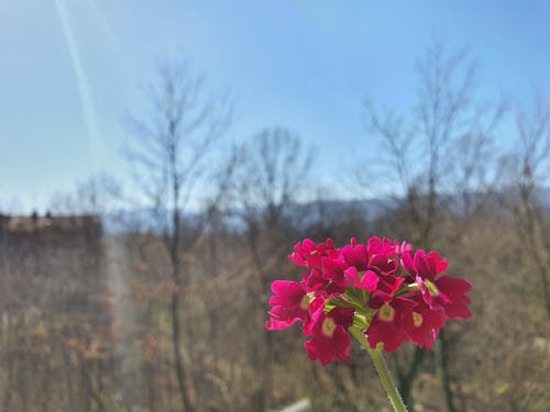 Бесплатное стоковое фото с verbene, весна, голубое небо