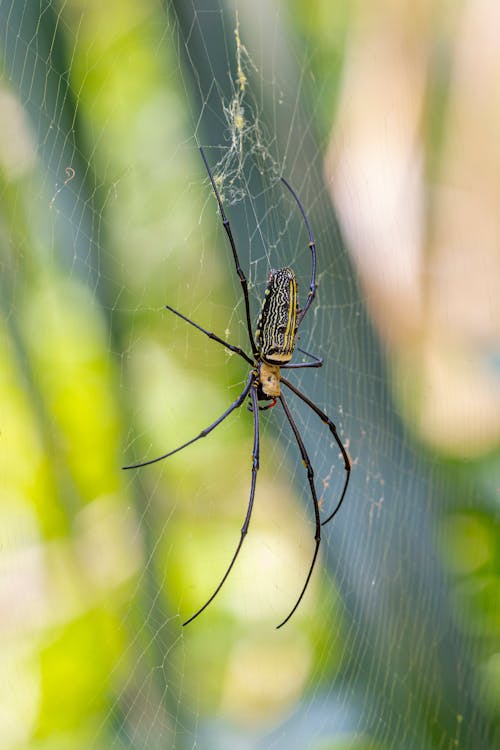Черный и желтый паук на паутине в фотографии крупным планом