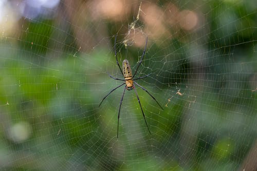 Close-up Shot Of A Spider