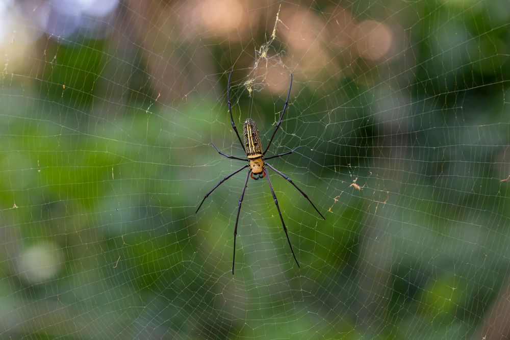 Close-up photograph of a spider, representing spider treatment services