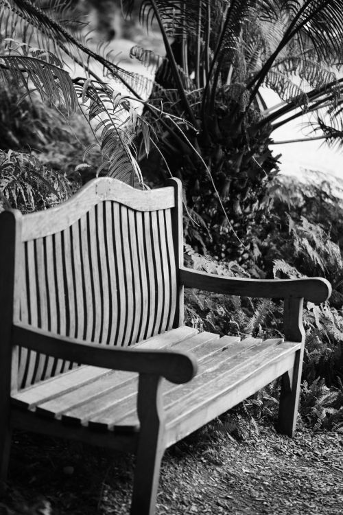 Free A vintage wooden bench set amid lush tropical foliage, captured in monochrome. Stock Photo