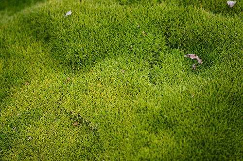 Free Close-up of vibrant green moss creating a textured carpet-like surface outdoors. Stock Photo
