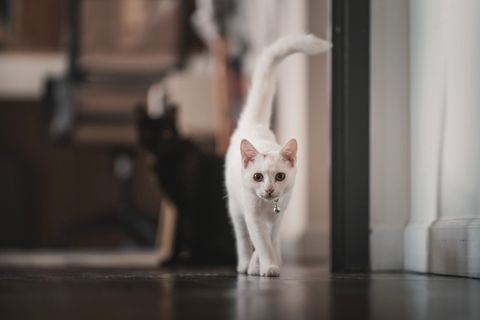 Cat Trilling Meaning: Trill vs Chirp vs Purr, 5 Sounds Compared