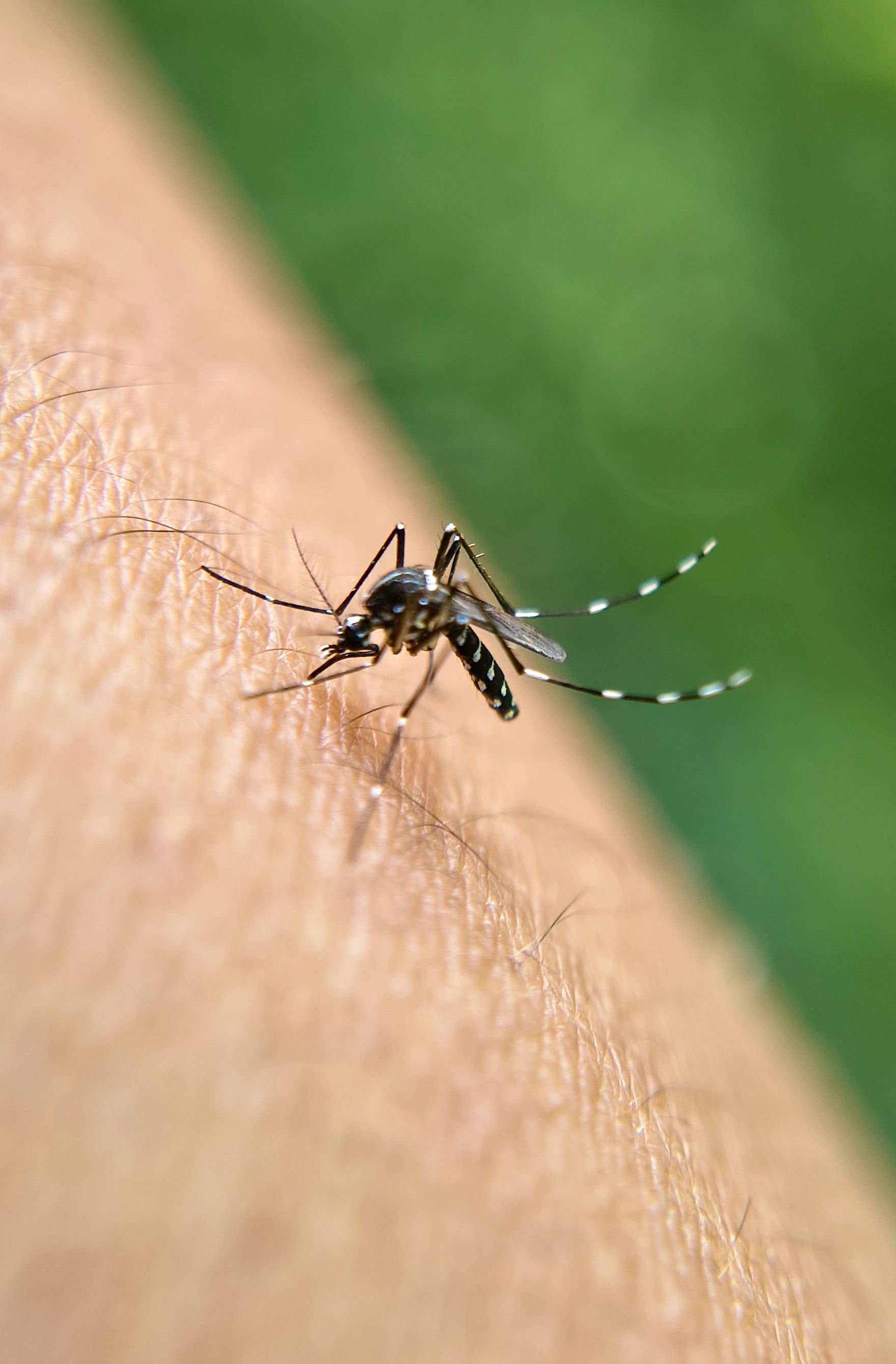 Macro shot of mosquito feeding on human skin, highlighting the pest in natural setting.