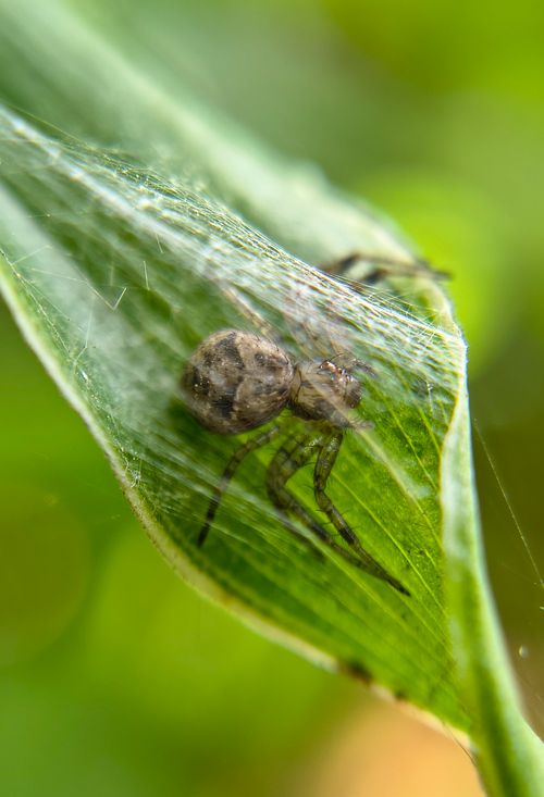 Free Close-up of a spider cocoon wrapped in silk webbing on a green leaf. Stock Photo