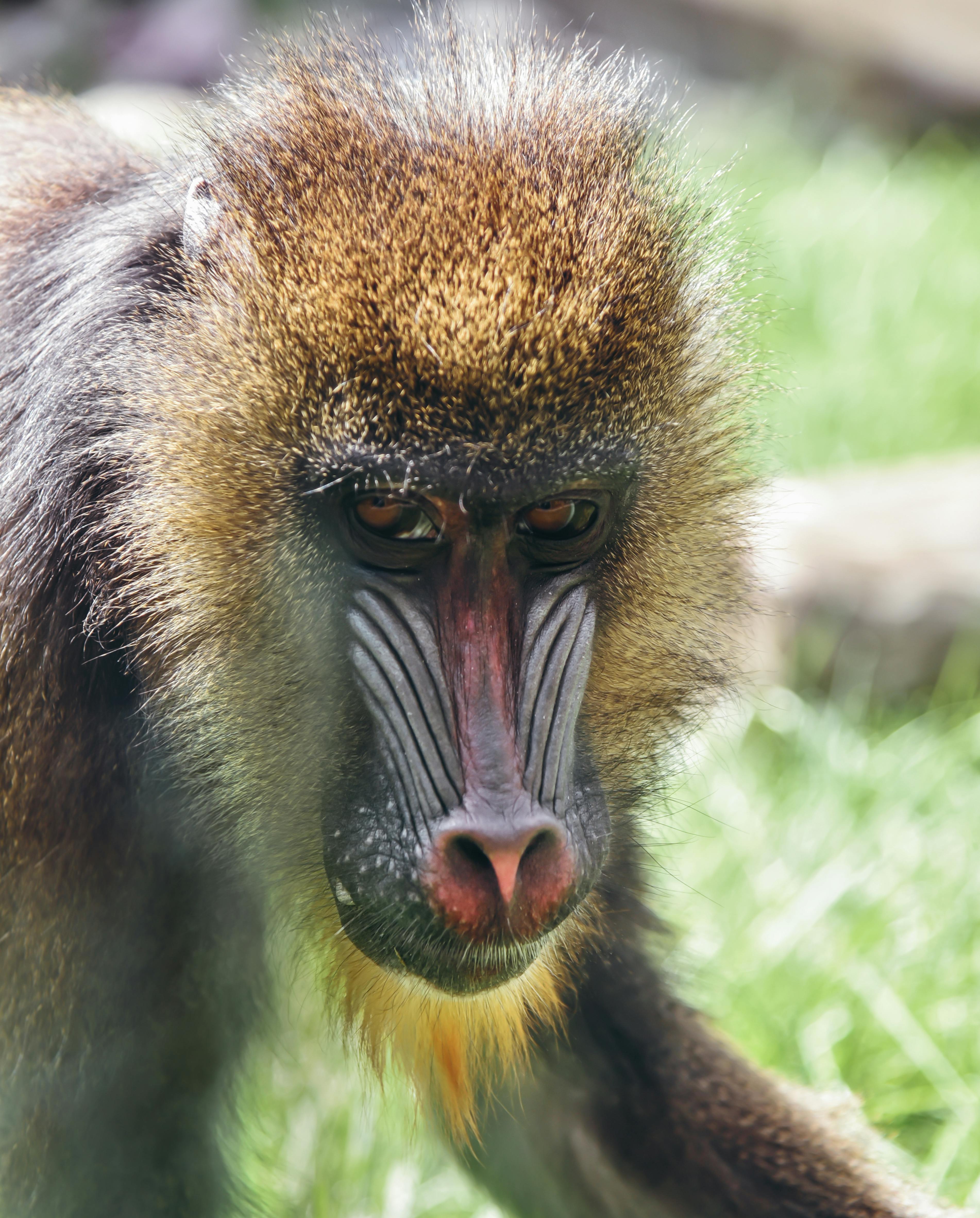 Immagine gratuita di animale, animale dello zoo, babbuino