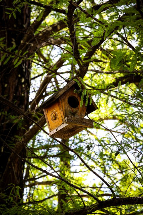 Free A charming wooden birdhouse nestled among sunlit green leaves in a tree. Stock Photo