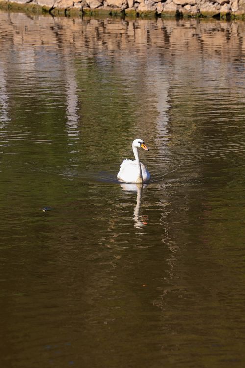Free A graceful swan glides across a tranquil lake with gentle reflections in the water. Stock Photo