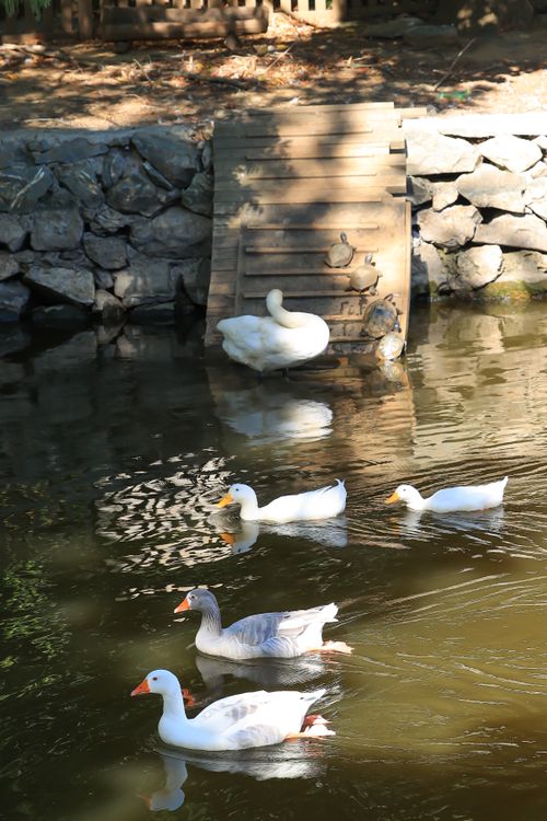 Free A serene scene of ducks swimming in a tranquil pond near a rocky shore. Stock Photo