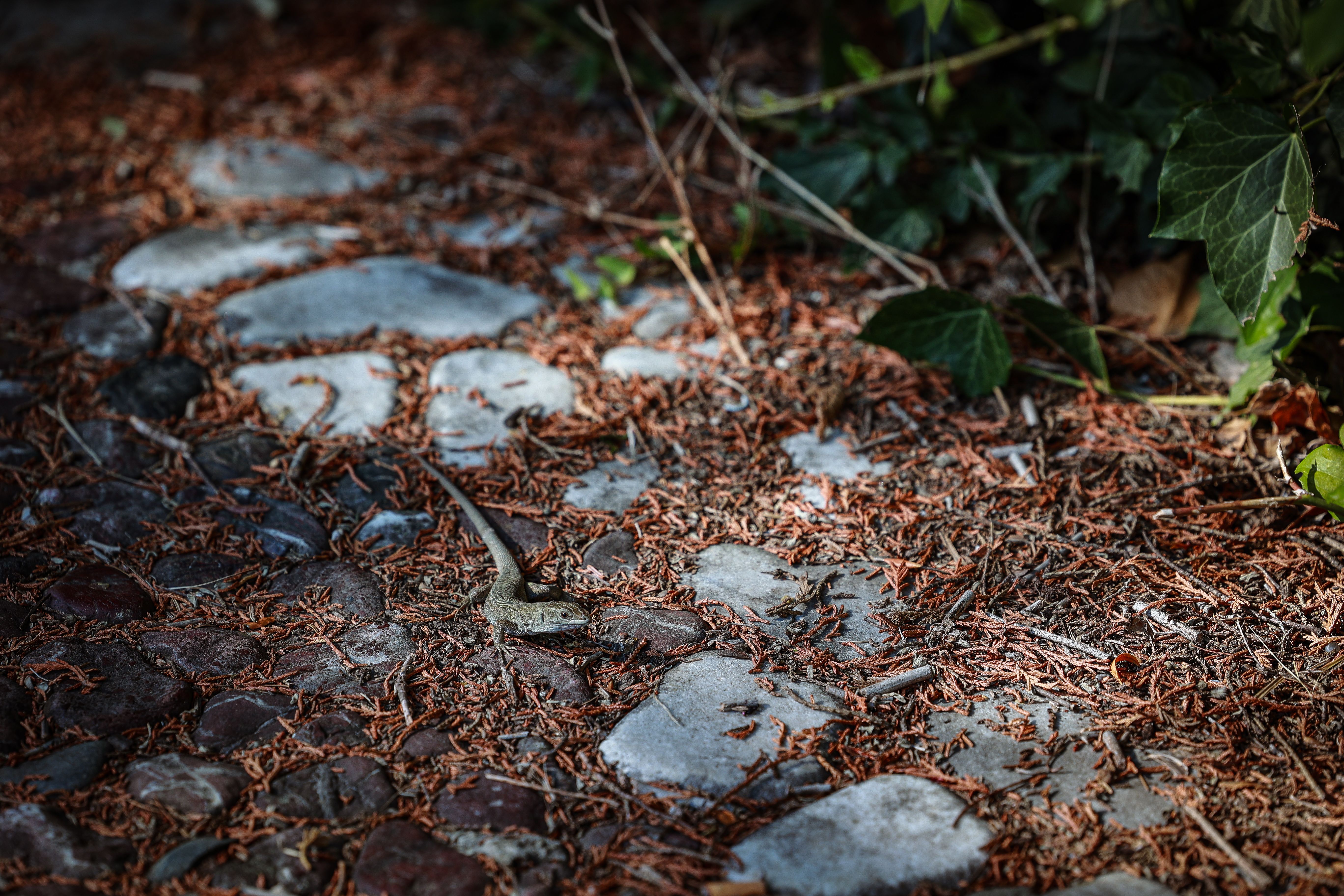 Lizard — Street, Lizard