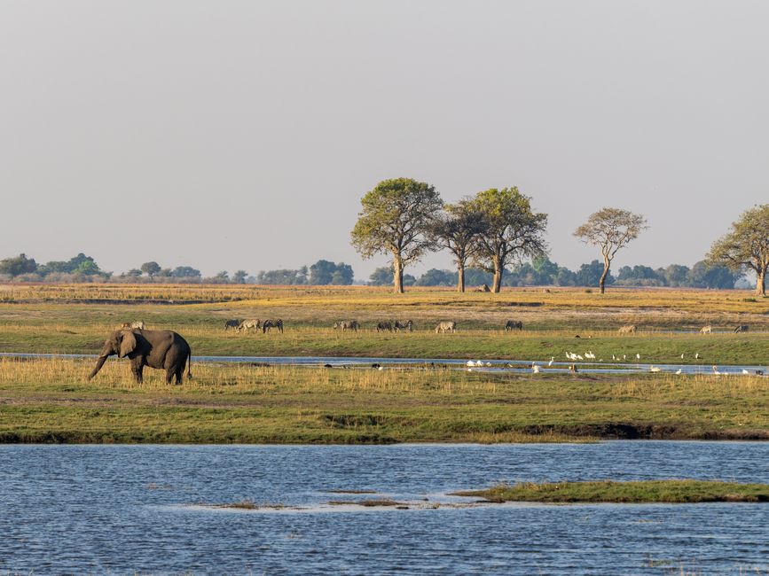 An elephant grazes in the African savanna alongside zebras and birds near a serene water body.