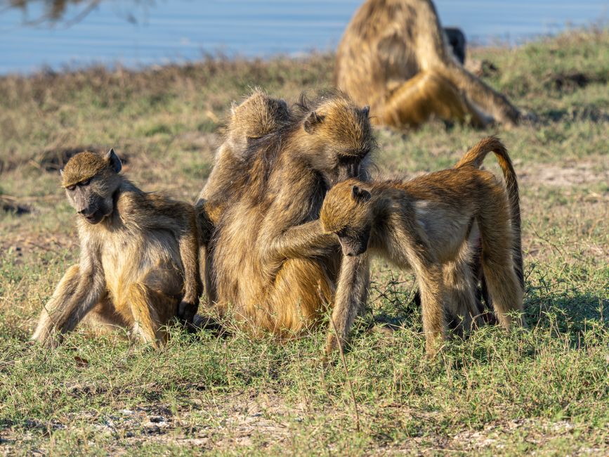 A family of olive baboons interacting in grassland near a waterhole.