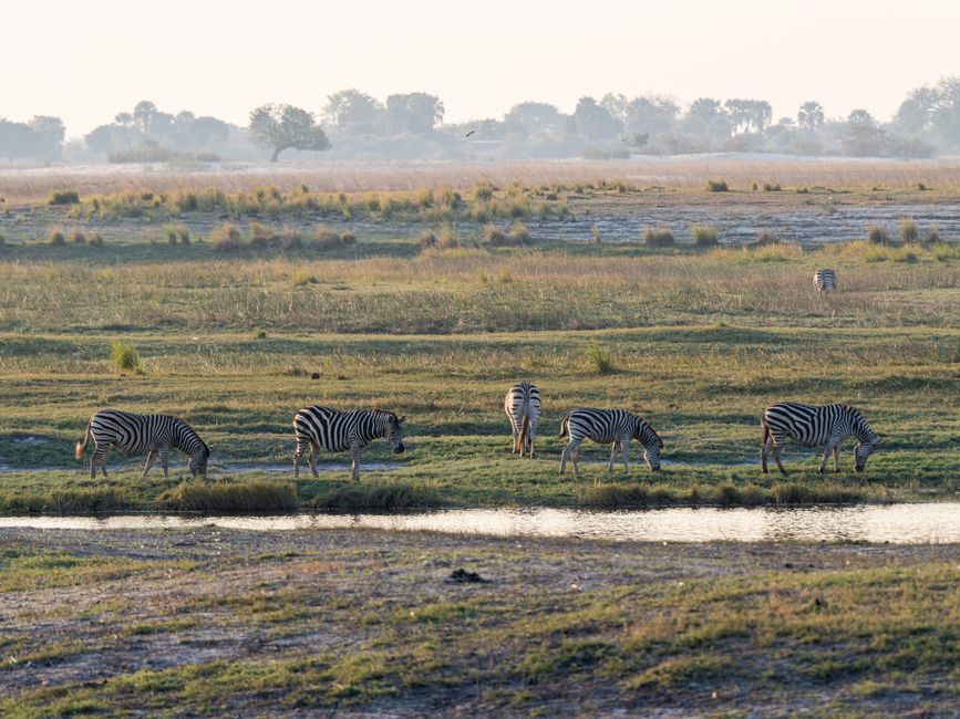A serene landscape featuring zebras grazing by a water body in the African savanna at sunrise.