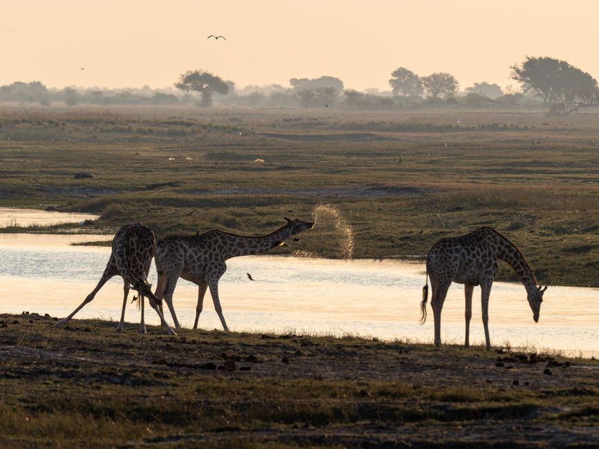 Three giraffes gather around a tranquil waterhole at sunrise on the African savannah, highlighting their serene environment.