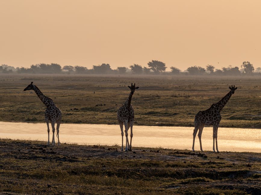 Three giraffes stand silhouetted by a river at sunset, showcasing the serene beauty of the African savanna.