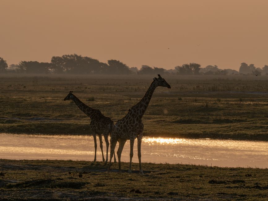 Two giraffes silhouetted against an African sunset by a tranquil river.