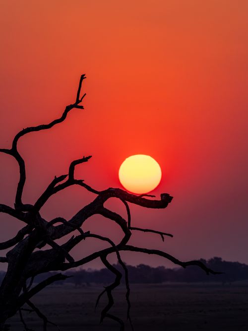 Free Silhouetted tree branches against a vivid sunset in the African wilderness. Stock Photo
