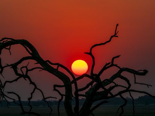 Free Dramatic sunset with a silhouette of twisted tree branches against a vivid orange sky. Stock Photo