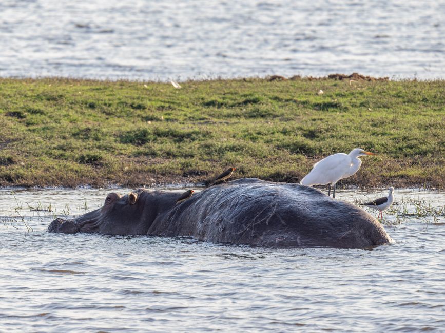 A hippopotamus partially submerged in a river with birds perched on its back and nearby.