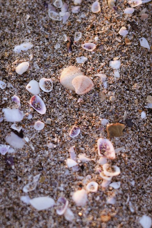 Free A close-up view of beach sand dotted with various seashell fragments, highlighting textures and natural beauty. Stock Photo