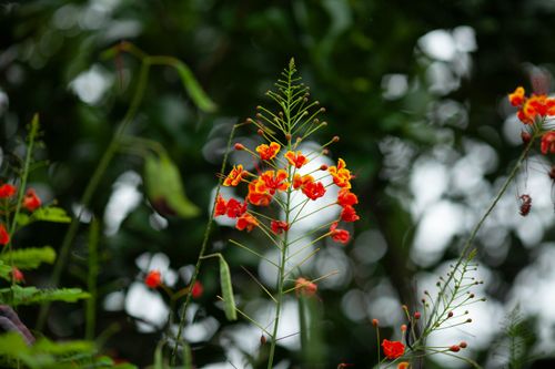 Free Bright red Caesalpinia pulcherrima flowering against lush green backdrop, striking nature scene. Stock Photo