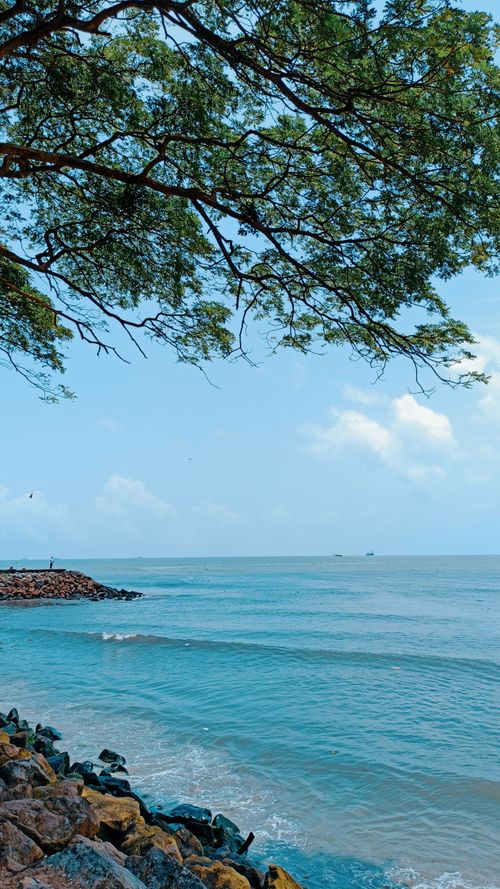 Free A peaceful seaside scene with tree branches overhanging the calm ocean on a clear day. Stock Photo