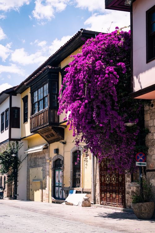 Free Historic street lined with colorful houses and vibrant Bougainvillea in full bloom, perfect for travel inspiration. Stock Photo