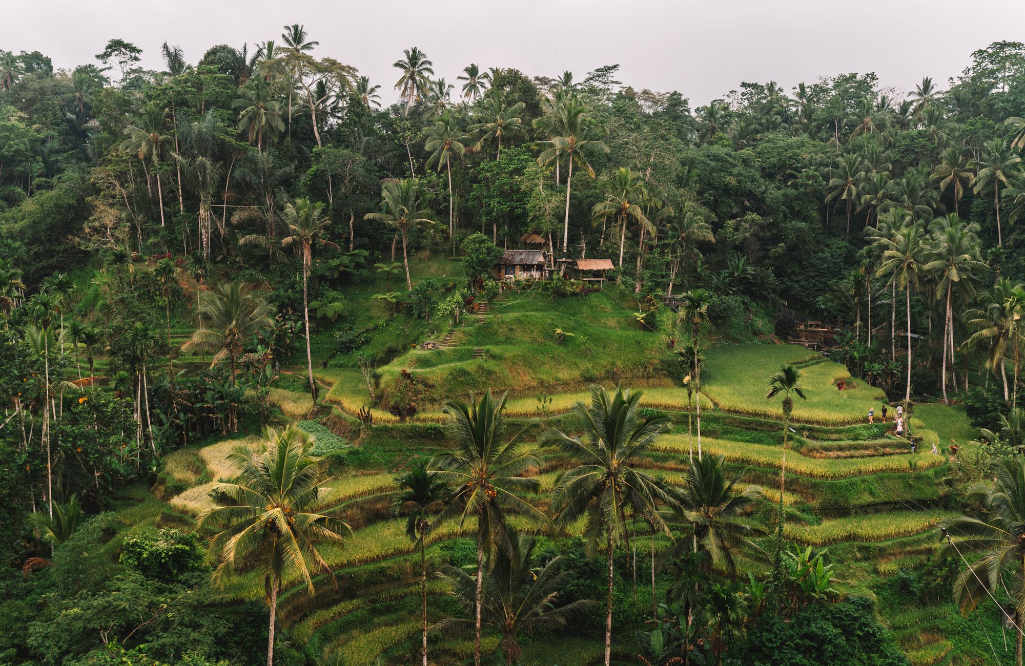 Bali — Green terraces. Warm water. Time that loosens its grip.