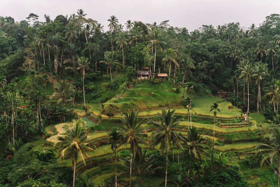 Ubud Café