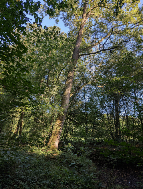Free A serene view of a sunlit forest with lush green trees during summer. Stock Photo