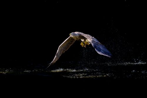 Free Stunning eagle capturing prey mid-flight over dark water. Stock Photo