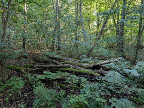 Free Tranquil forest view featuring moss-covered fallen trees in lush greenery. Stock Photo
